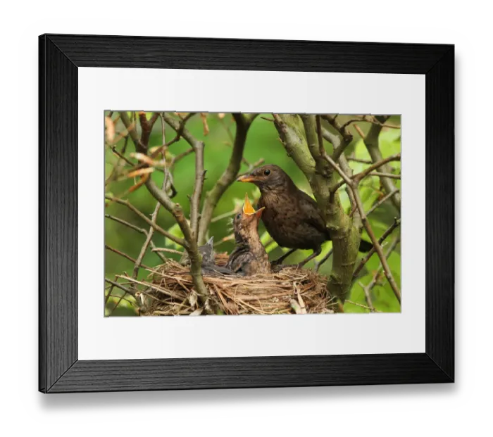 Framed Print : Common Blackbird (Turdus merula) female at nest with chicks, Lower Saxony, Germany Framed Print : Common Blackbird (Turdus merula) female at nest with chicks, Lower Saxony, Germany