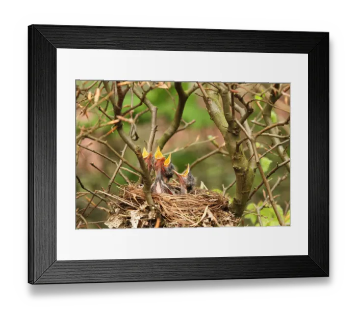 Framed Print : Common Blackbird (Turdus merula) chicks in nest, Lower Saxony, Germany Framed Print : Common Blackbird (Turdus merula) chicks in nest, Lower Saxony, Germany