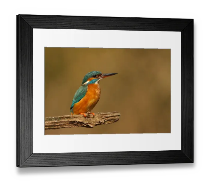 Framed Print : Common Kingfisher (Alcedo atthis) female, Utrecht, The Netherlands Framed Print : Common Kingfisher (Alcedo atthis) female, Utrecht, The Netherlands