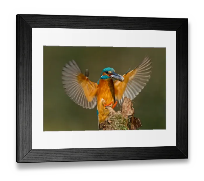 Framed Print : Common Kingfisher (Alcedo atthis) flying, Bavaria, Germany Framed Print : Common Kingfisher (Alcedo atthis) flying, Bavaria, Germany