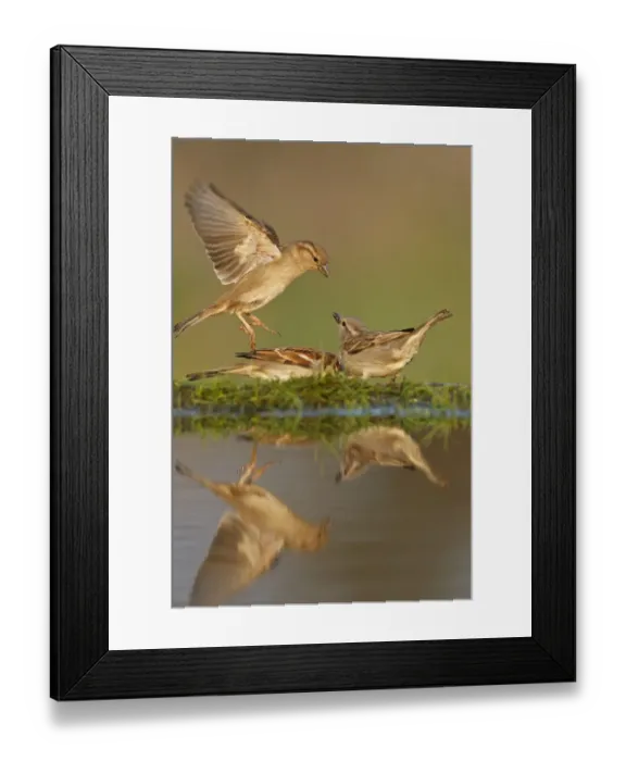 Framed Print : House Sparrow (Passer domesticus), Germany