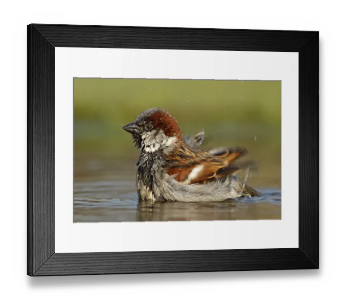 Framed Print : House Sparrow (Passer domesticus) male bathing, Germany Framed Print : House Sparrow (Passer domesticus) male bathing, Germany
