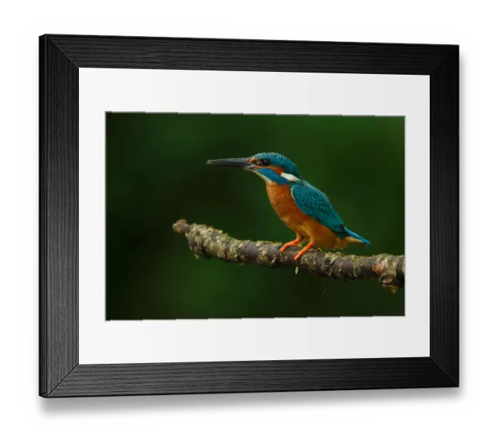 Framed Print : Common Kingfisher (Alcedo atthis) male, Utrecht, The Netherlands Framed Print : Common Kingfisher (Alcedo atthis) male, Utrecht, The Netherlands