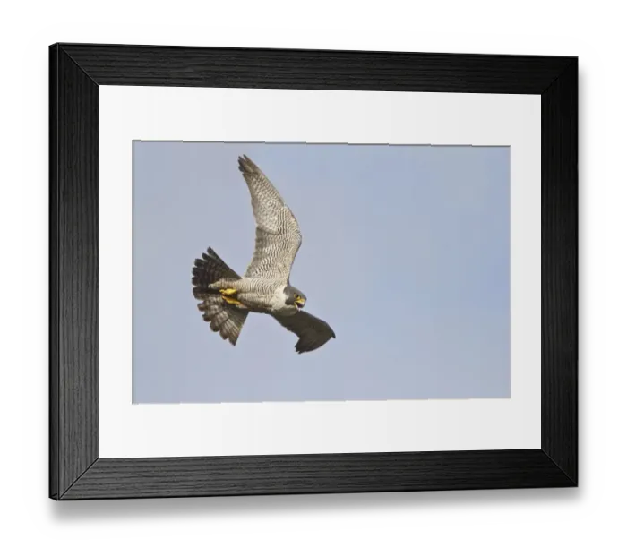 Framed Print : Peregrine Falcon (Falco peregrinus) flying, British Columbia, Canada Framed Print : Peregrine Falcon (Falco peregrinus) flying, British Columbia, Canada