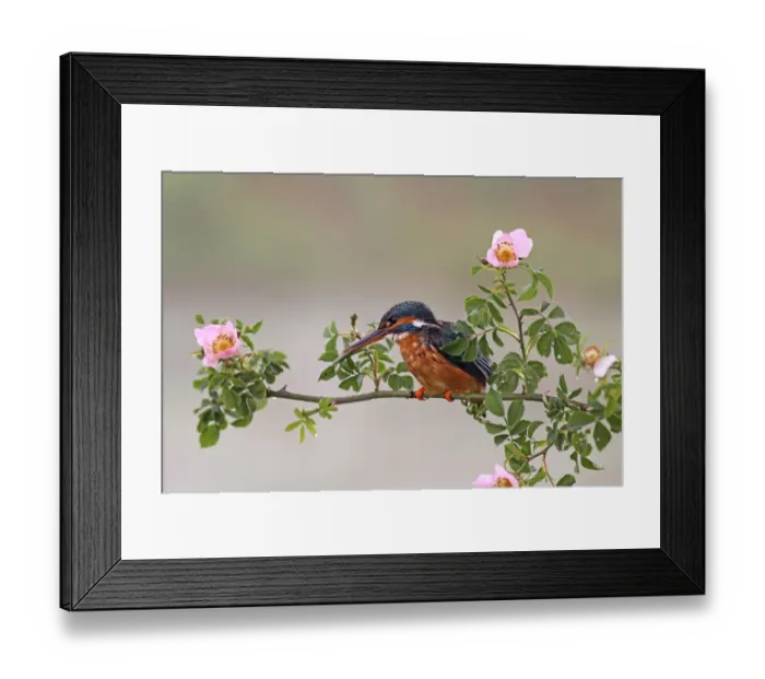 Framed Print : Common Kingfisher (Alcedo atthis) female, Baden-Wuerttemberg, Germany Framed Print : Common Kingfisher (Alcedo atthis) female, Baden-Wuerttemberg, Germany