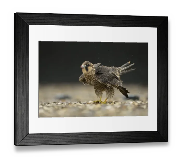 Framed Print : Peregrine Falcon (Falco peregrinus) young male, North Rhine-Westphalia, Germany Framed Print : Peregrine Falcon (Falco peregrinus) young male, North Rhine-Westphalia, Germany