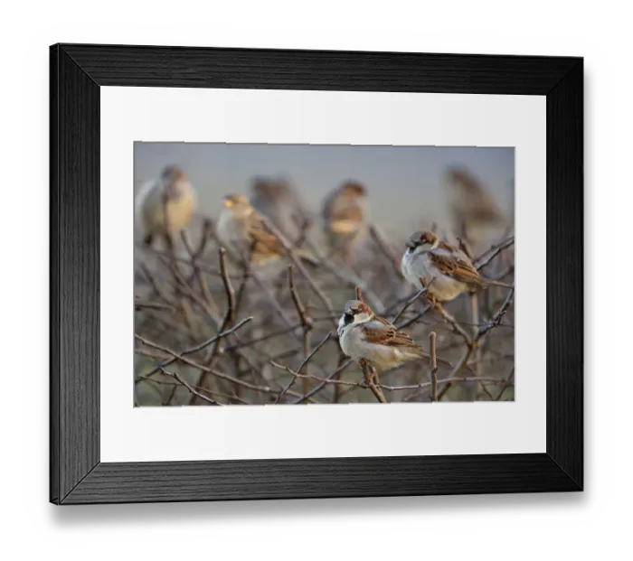 Framed Print : House Sparrow (Passer domesticus) group, North Rhine-Westphalia, Germany