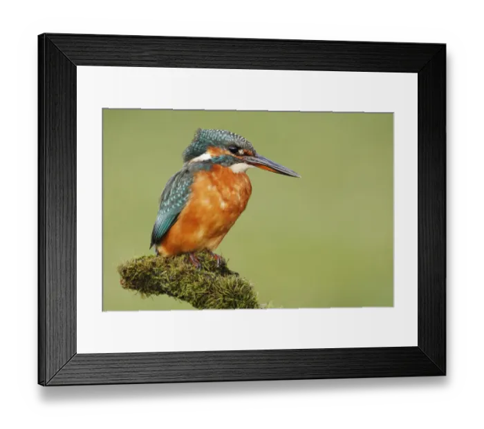 Framed Print : Common Kingfisher (Alcedo atthis), Seville, Spain Framed Print : Common Kingfisher (Alcedo atthis), Seville, Spain