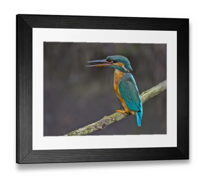 Framed Print : Common Kingfisher (Alcedo atthis) female perched on a branch, Bavaria, Germany