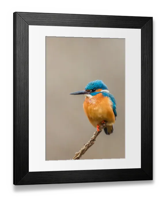 Framed Print : Common Kingfisher (Alcedo atthis) male perched on a branch, Alsace, France Framed Print : Common Kingfisher (Alcedo atthis) male perched on a branch, Alsace, France