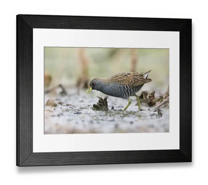 Framed Print : Australian Crake (Porzana fluminea) foraging, Victoria, Australia Framed Print : Australian Crake (Porzana fluminea) foraging, Victoria, Australia