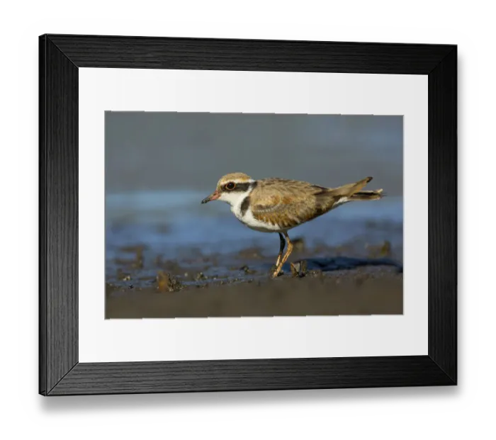 Framed Print : Black-fronted Dotterel (Elseyornis melanops) juvenile, Victoria, Australia Framed Print : Black-fronted Dotterel (Elseyornis melanops) juvenile, Victoria, Australia