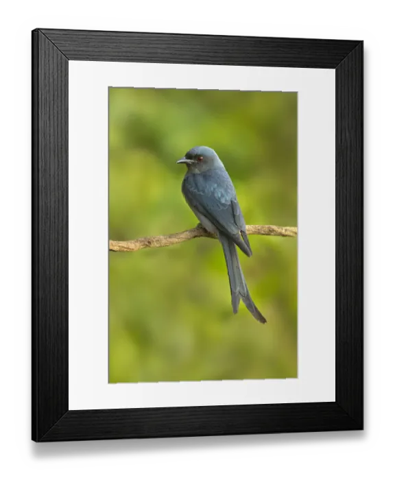 Framed Print : Ashy Drongo (Dicrurus leucophaeus), Yunnan, China Framed Print : Ashy Drongo (Dicrurus leucophaeus), Yunnan, China