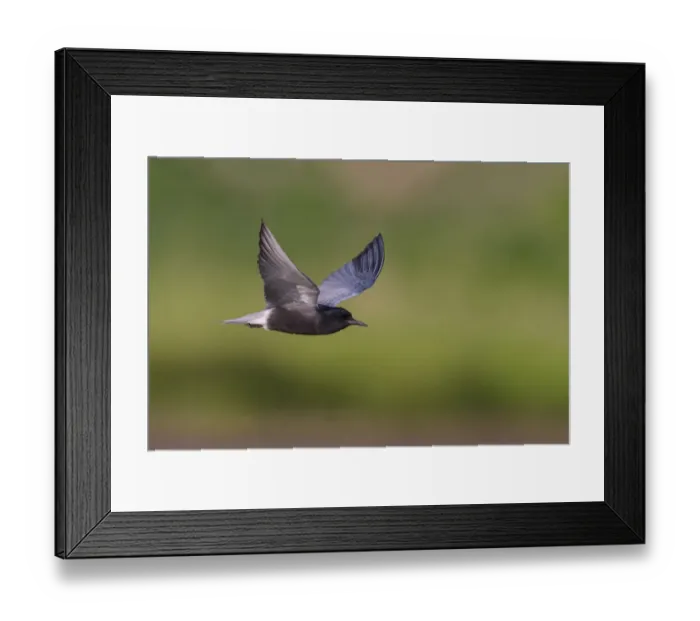 Framed Print : Black Tern (Chlidonias niger) flying, Alberta, Canada Framed Print : Black Tern (Chlidonias niger) flying, Alberta, Canada