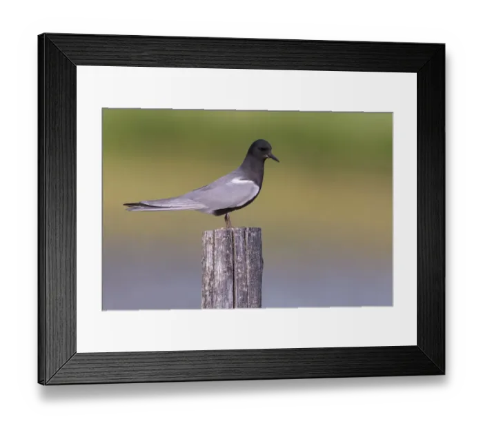 Framed Print : Black Tern (Chlidonias niger), Alberta, Canada Framed Print : Black Tern (Chlidonias niger), Alberta, Canada