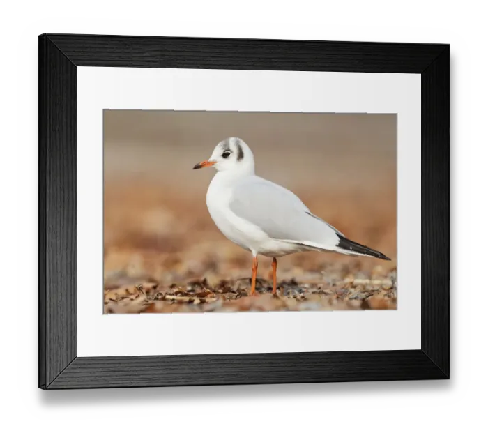 Framed Print : Black-headed Gull (Chroicocephalus ridibundus), St. Gallen, Switzerland Framed Print : Black-headed Gull (Chroicocephalus ridibundus), St. Gallen, Switzerland