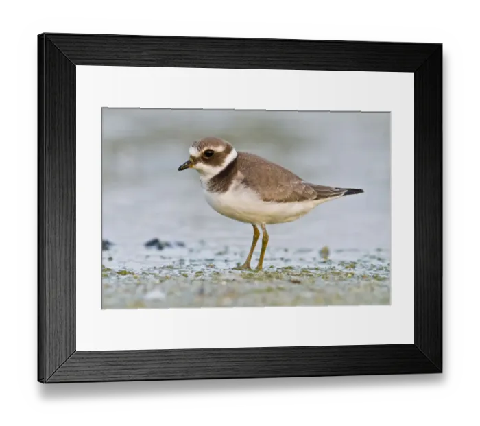 Framed Print : Common Ringed Plover (Charadrius hiaticula) juvenile walking on marsh shore, Galicia Framed Print : Common Ringed Plover (Charadrius hiaticula) juvenile walking on marsh shore, Galicia