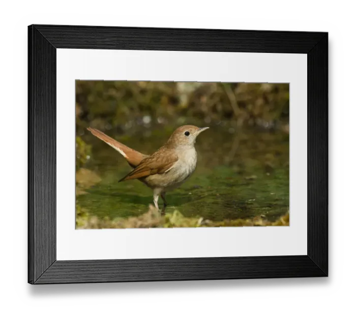 Framed Print : Common Nightingale (Luscinia megarhynchos) at a waterhole, Liguria, Italy Framed Print : Common Nightingale (Luscinia megarhynchos) at a waterhole, Liguria, Italy