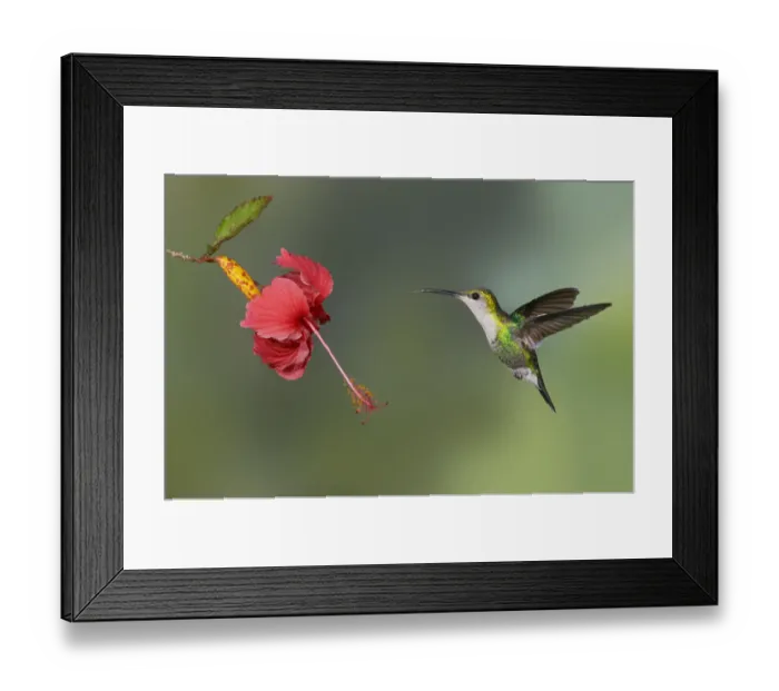 Framed Print : Crowned Woodnymph (Thalurania colombica) flying and feeding on flower nectar, Alajuela