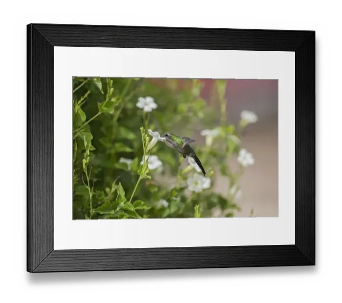 Framed Print : Kubasmaragdkolibri (Chlorostilbon ricordii) female flying and feeding at a flower, Cuba Framed Print : Kubasmaragdkolibri (Chlorostilbon ricordii) female flying and feeding at a flower, Cuba