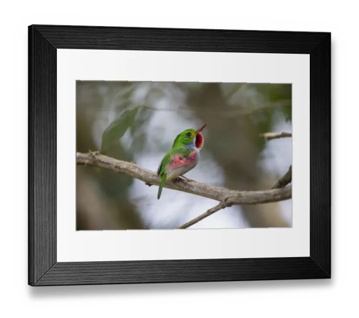 Framed Print : Cuban Tody (Todus multicolor) perched on a branch, Cuba Framed Print : Cuban Tody (Todus multicolor) perched on a branch, Cuba