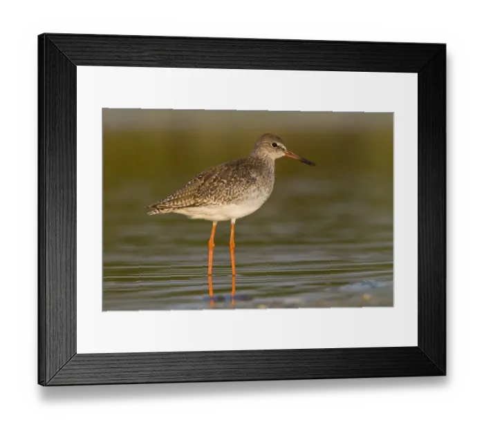 Framed Print : Common Redshank (Tringa totanus) walking on marsh, Galicia, Spain Framed Print : Common Redshank (Tringa totanus) walking on marsh, Galicia, Spain