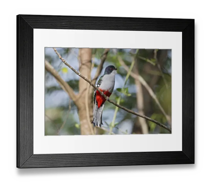 Framed Print : Cuban Trogon (Priotelus temnurus), Cuba Framed Print : Cuban Trogon (Priotelus temnurus), Cuba