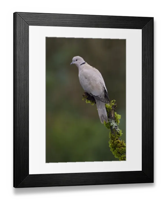 Framed Print : Eurasian Collared Dove (Streptopelia decaocto), British Columbia, Canada Framed Print : Eurasian Collared Dove (Streptopelia decaocto), British Columbia, Canada