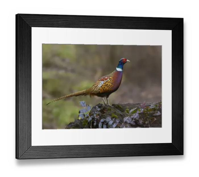 Framed Print : Common Pheasant (Phasianus colchicus) male, British Columbia, Canada Framed Print : Common Pheasant (Phasianus colchicus) male, British Columbia, Canada