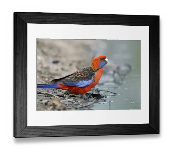 Framed Print : Crimson Rosella (Platycercus elegans), Victoria, Australia Framed Print : Crimson Rosella (Platycercus elegans), Victoria, Australia