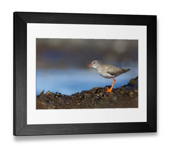 Framed Print : Common Redshank (Tringa totanus) calling, Myvatn, Iceland Framed Print : Common Redshank (Tringa totanus) calling, Myvatn, Iceland