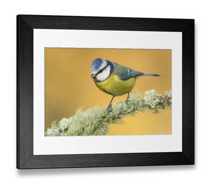 Framed Print : Eurasian Blue Tit (Cyanistes caeruleus) perched on a mossy branch, Galicia, Spain Framed Print : Eurasian Blue Tit (Cyanistes caeruleus) perched on a mossy branch, Galicia, Spain