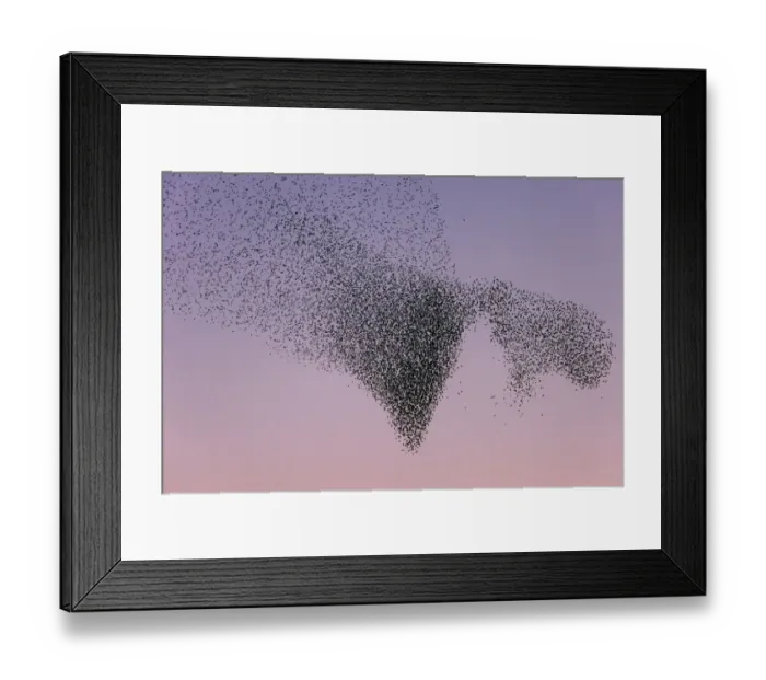 Framed Print : Common Starling (Sturnus vulgaris) huge flock flying, Lower Saxony, Germany Framed Print : Common Starling (Sturnus vulgaris) huge flock flying, Lower Saxony, Germany