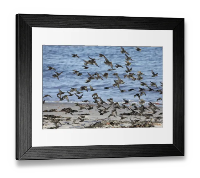 Framed Print : Common Starling (Sturnus vulgaris) flock flying, Schleswig-Holstein, Germany Framed Print : Common Starling (Sturnus vulgaris) flock flying, Schleswig-Holstein, Germany