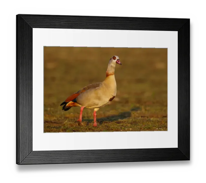 Framed Print : Egyptian Goose (Alopochen aegyptiaca), North Rhine-Westphalia, Germany Framed Print : Egyptian Goose (Alopochen aegyptiaca), North Rhine-Westphalia, Germany