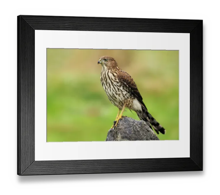Framed Print : Coopers Hawk (Accipiter cooperii), Canada Framed Print : Coopers Hawk (Accipiter cooperii), Canada