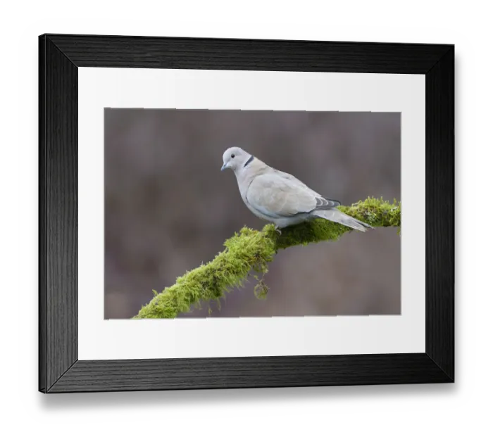Framed Print : Eurasian Collared Dove (Streptopelia decaocto), British Columbia, Canada Framed Print : Eurasian Collared Dove (Streptopelia decaocto), British Columbia, Canada
