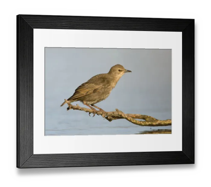 Framed Print : Common Starling (Sturnus vulgaris) juvenile, Victoria, Australia Framed Print : Common Starling (Sturnus vulgaris) juvenile, Victoria, Australia