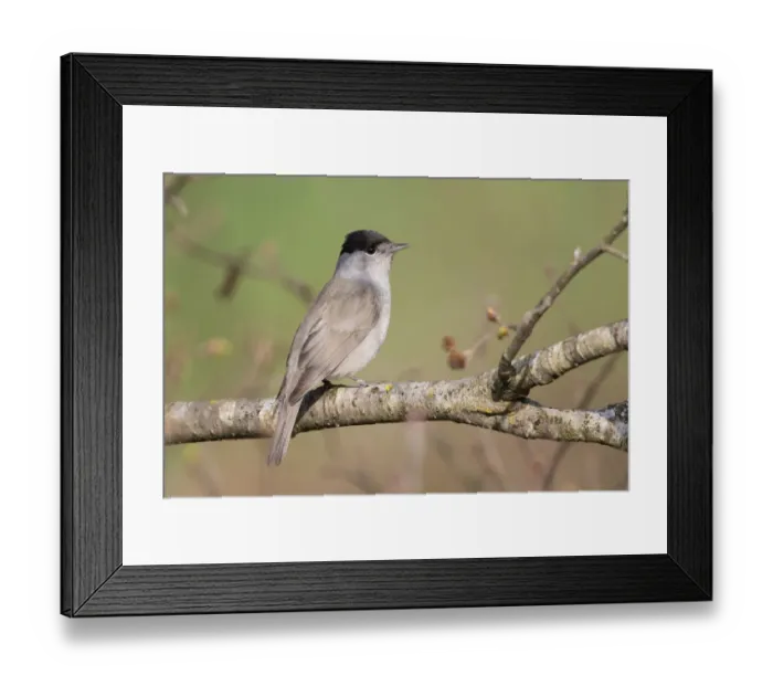 Framed Print : Eurasian Blackcap (Sylvia atricapilla) male, Liechtenstein Framed Print : Eurasian Blackcap (Sylvia atricapilla) male, Liechtenstein