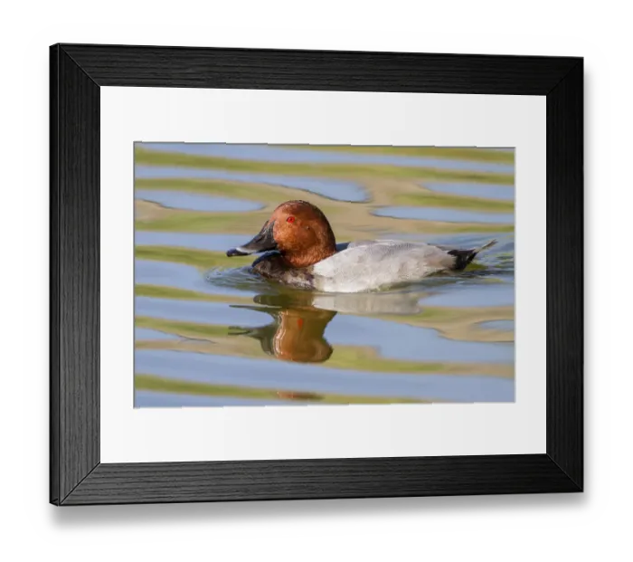 Framed Print : Common Pochard (Aythya ferina) male, Castile-La Mancha, Spain Framed Print : Common Pochard (Aythya ferina) male, Castile-La Mancha, Spain