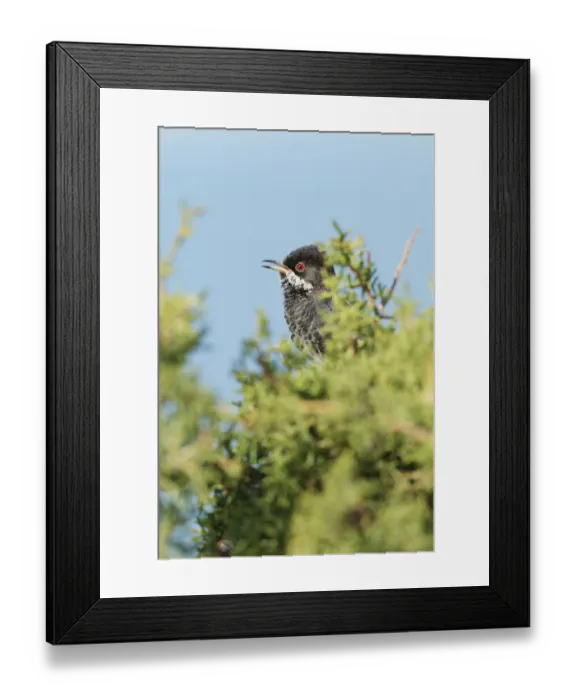Framed Print : Cyprus Warbler (Sylvia melanothorax) male singing, Cyprus Framed Print : Cyprus Warbler (Sylvia melanothorax) male singing, Cyprus