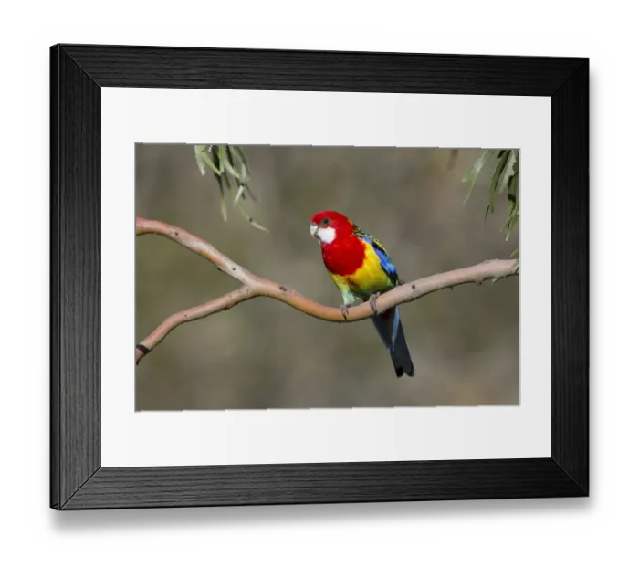 Framed Print : Eastern Rosella (Platycercus eximius) male, Victoria, Australia Framed Print : Eastern Rosella (Platycercus eximius) male, Victoria, Australia