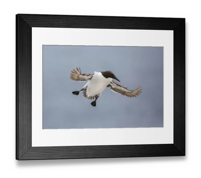 Framed Print : Common Murre (Uria aalge) flying, Farne Islands, United Kingdom
