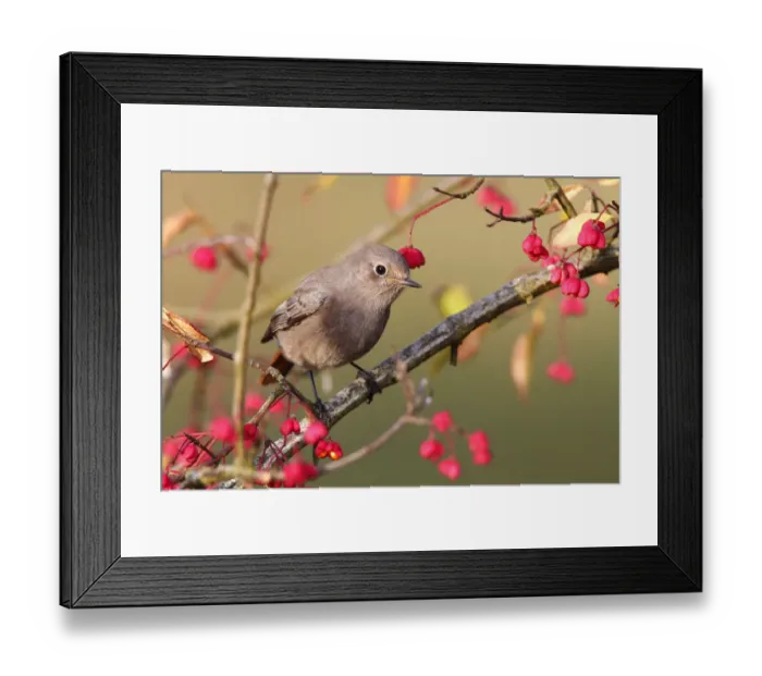 Framed Print : Common Redstart (Phoenicurus phoenicurus) female, Saxony-Anhalt, Germany
