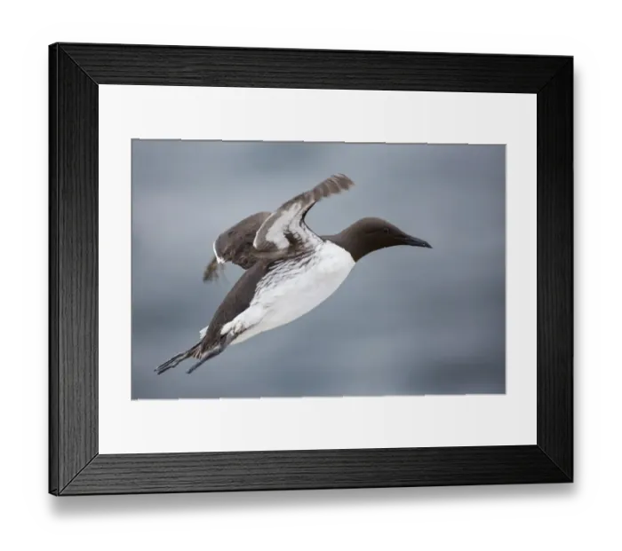 Framed Print : Common Murre (Uria aalge) flying, Farne Islands, United Kingdom