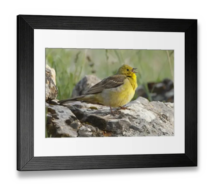 Framed Print : Cinereous Bunting (Emberiza cineracea) male singing, Greece Framed Print : Cinereous Bunting (Emberiza cineracea) male singing, Greece