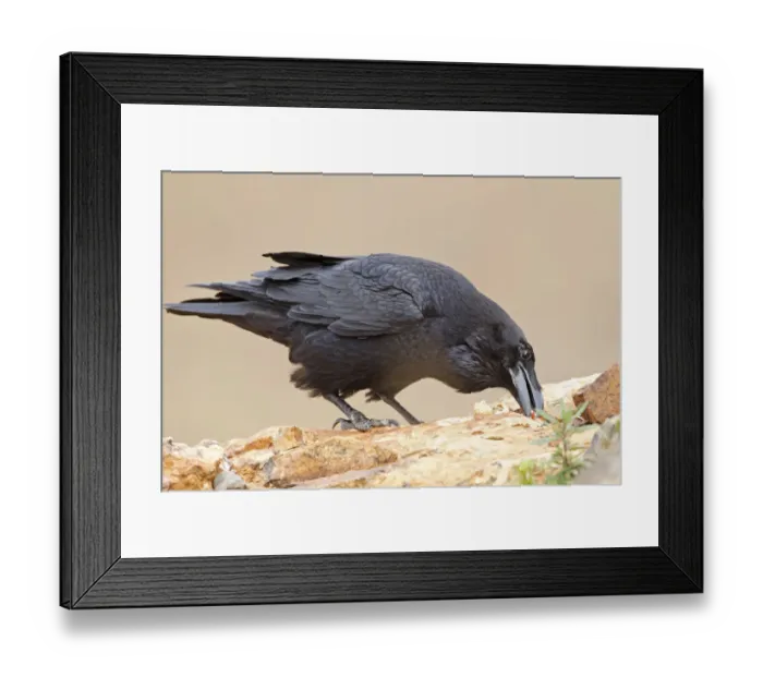 Framed Print : Canary Island Raven (Corvus corax tingitanus), Canary Islands, Spain