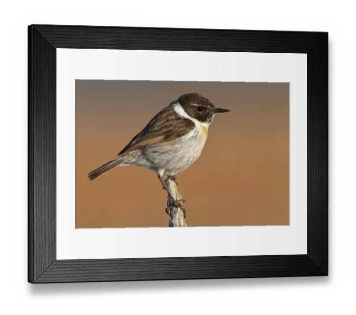 Framed Print : Canary Islands Stonechat (Saxicola dacotiae), Fuerteventura, Spain