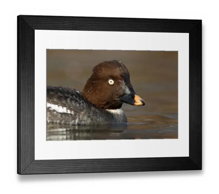 Framed Print : Common Goldeneye (Bucephala clangula) female, Brandenburg, Germany Framed Print : Common Goldeneye (Bucephala clangula) female, Brandenburg, Germany