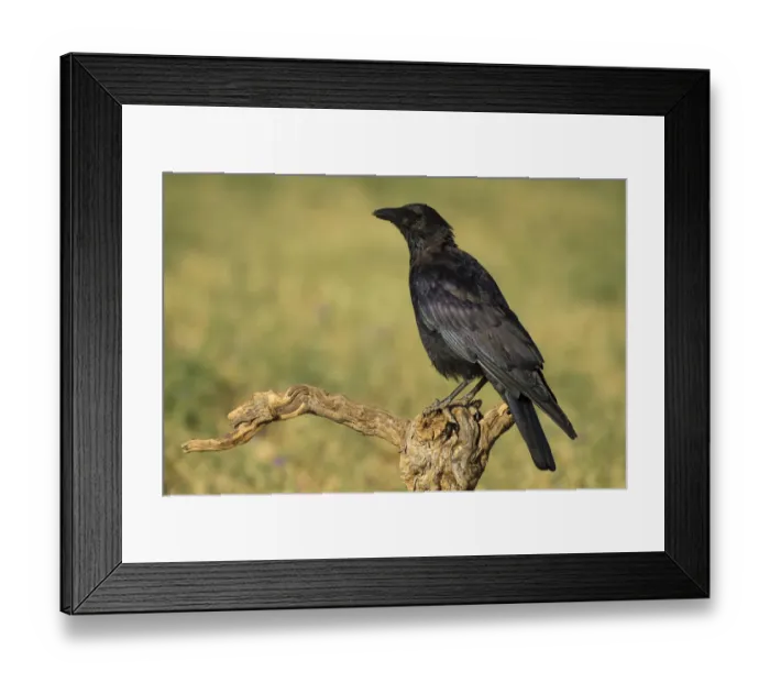 Framed Print : Carrion Crow (Corvus corone), Castile, Spain Framed Print : Carrion Crow (Corvus corone), Castile, Spain